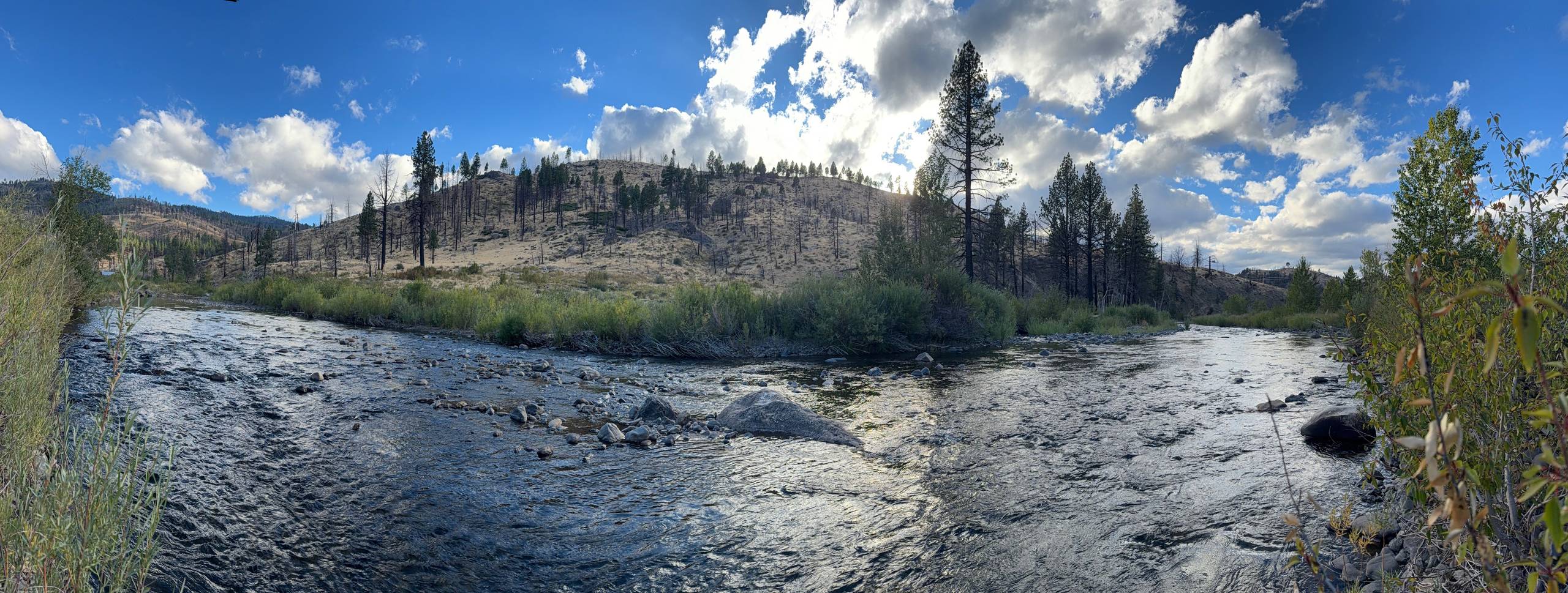A wide view of a river running over a cobble bar between willows, a burned pine ridge above it, high cloud.